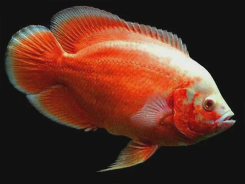 Cichlid Fish