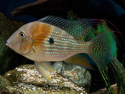 Cichlid Fish