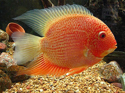 Cichlid Fish