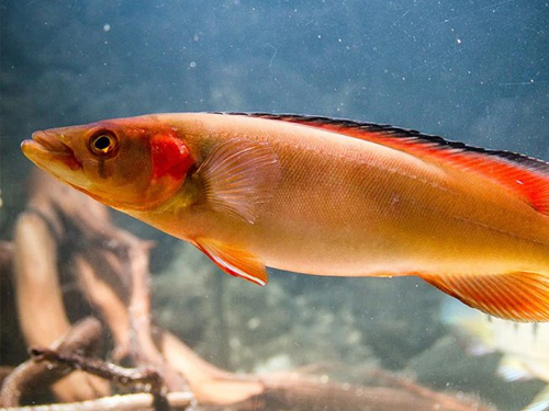 Cichlid Fish