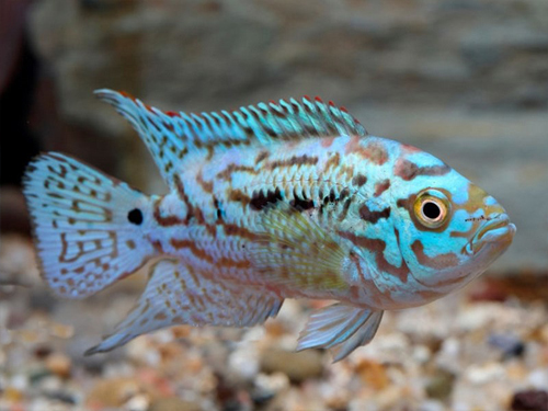 Cichlid Fish