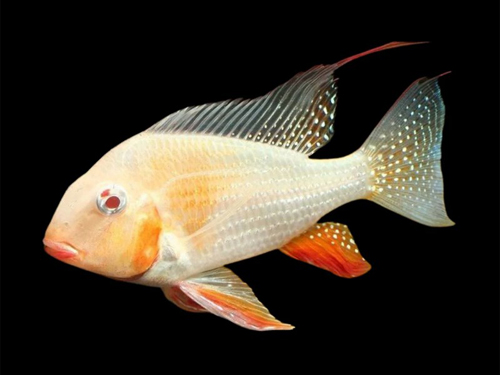 Cichlid Fish