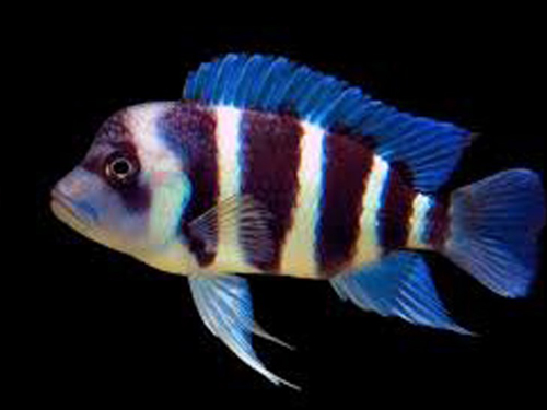 Cichlid Fish