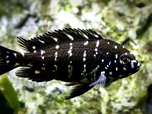 Cichlid Fish