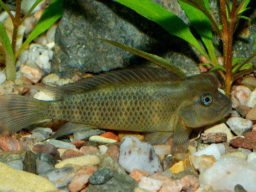 Cichlid Fish