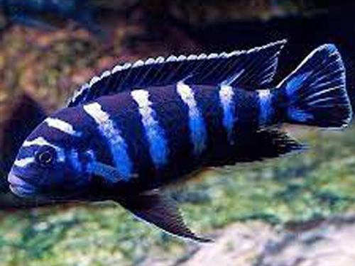 Cichlid Fish