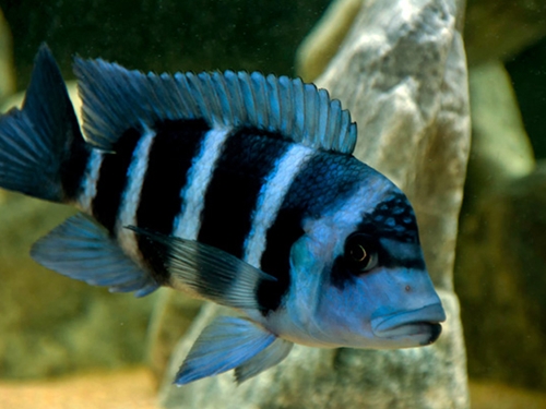 Cichlid Fish