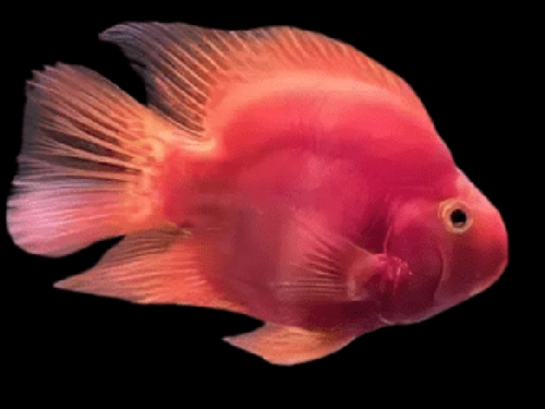 Cichlid Fish