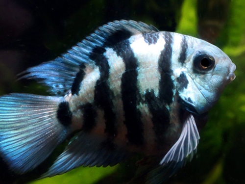 Cichlid Fish