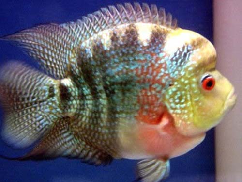 Cichlid Fish