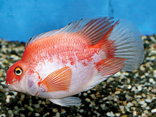 Cichlid Fish