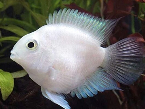 Cichlid Fish