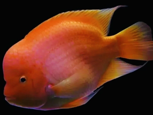 Cichlid Fish