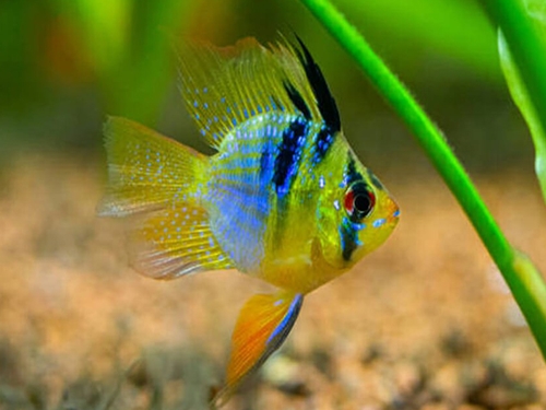 Cichlid Fish