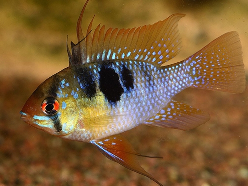 Cichlid Fish