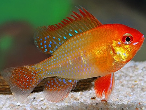 Cichlid Fish