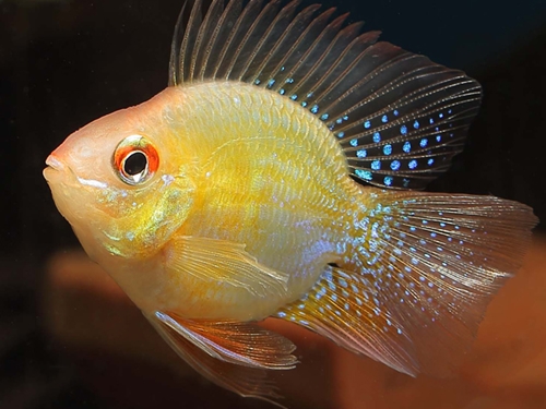 Cichlid Fish