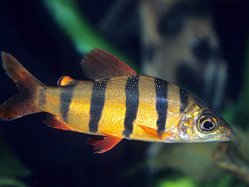 Characin Fish