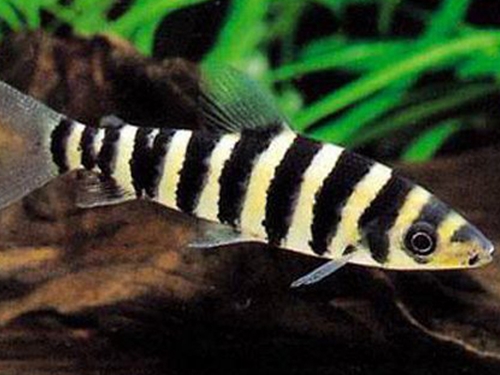 Characin Fish