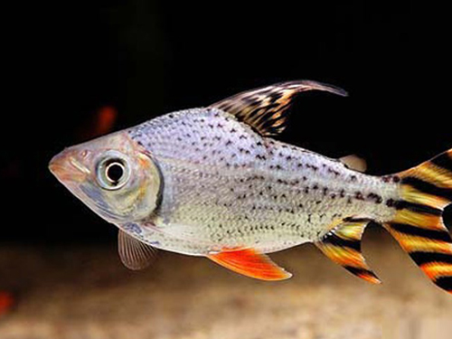 Characin Fish