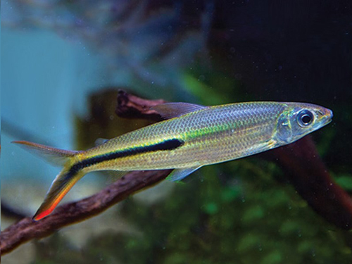 Characin Fish