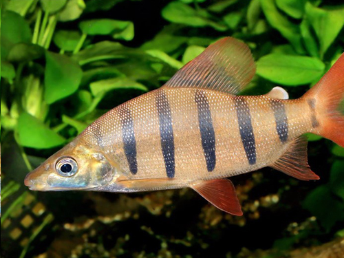 Characin Fish