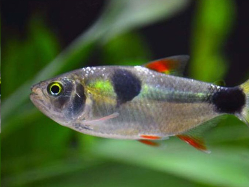 Characin Fish