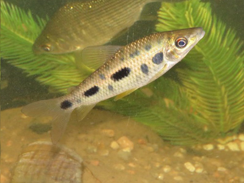 Characin Fish