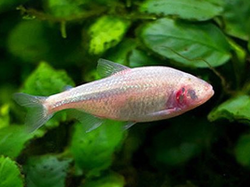 Tetra Fish