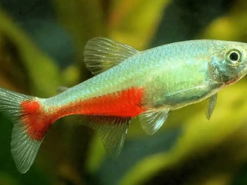 Tetra Fish