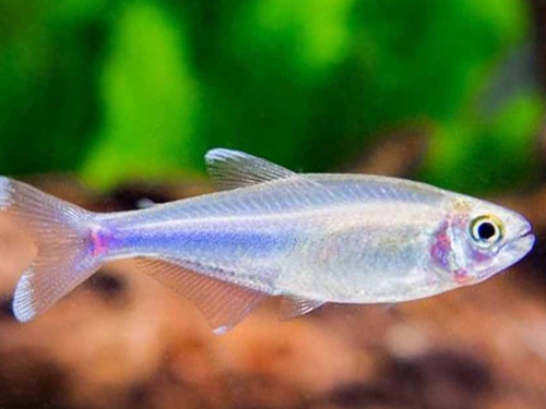 Tetra Fish