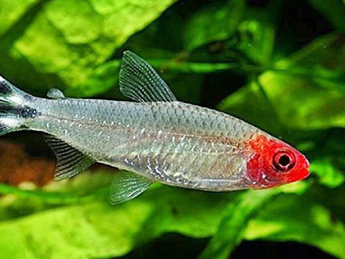 Tetra Fish