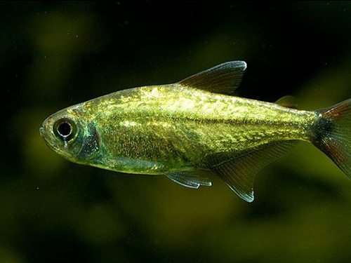 Tetra Fish