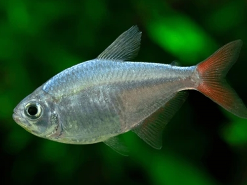 Tetra Fish