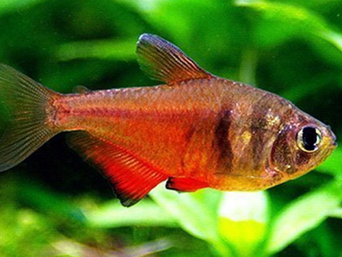 Tetra Fish