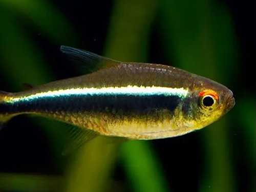 Tetra Fish