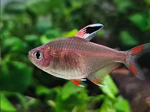 Tetra Fish