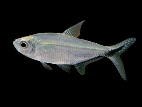 Tetra Fish