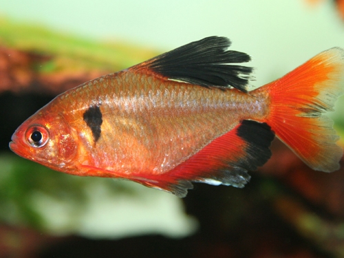 Tetra Fish