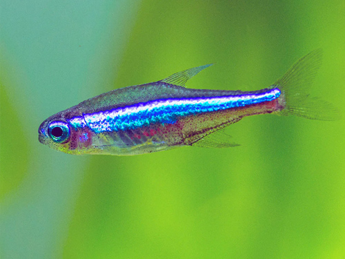 Tetra Fish