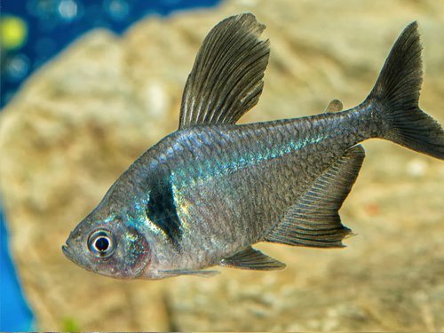 Tetra Fish