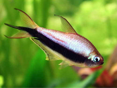 Tetra Fish