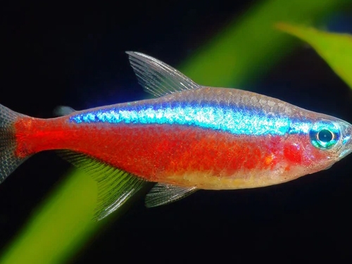 Tetra Fish