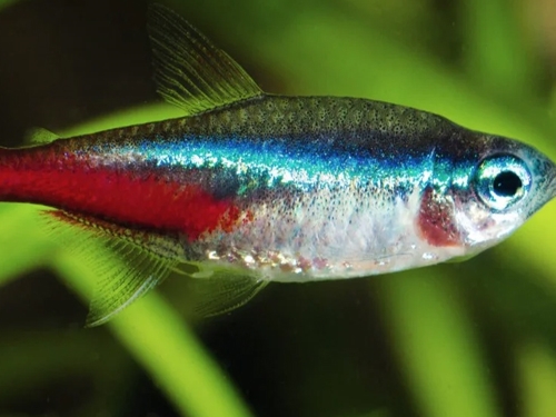 Tetra Fish