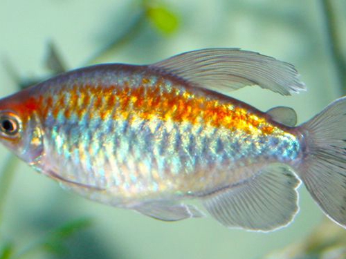 Tetra Fish