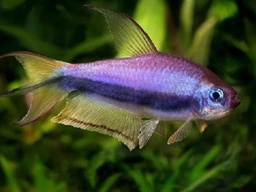 Tetra Fish