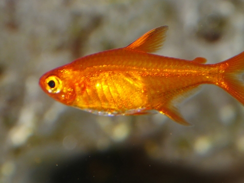 Tetra Fish