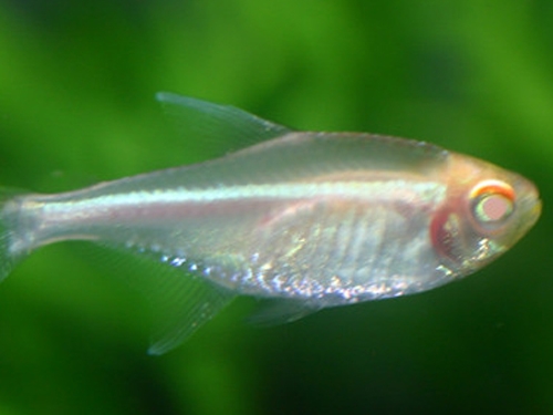 Tetra Fish