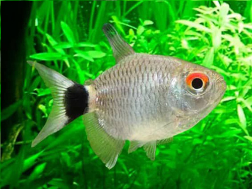 Tetra Fish