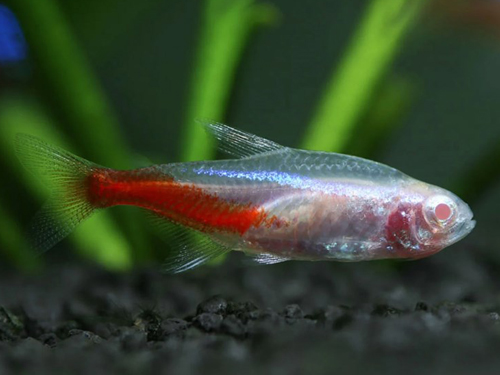 Tetra Fish